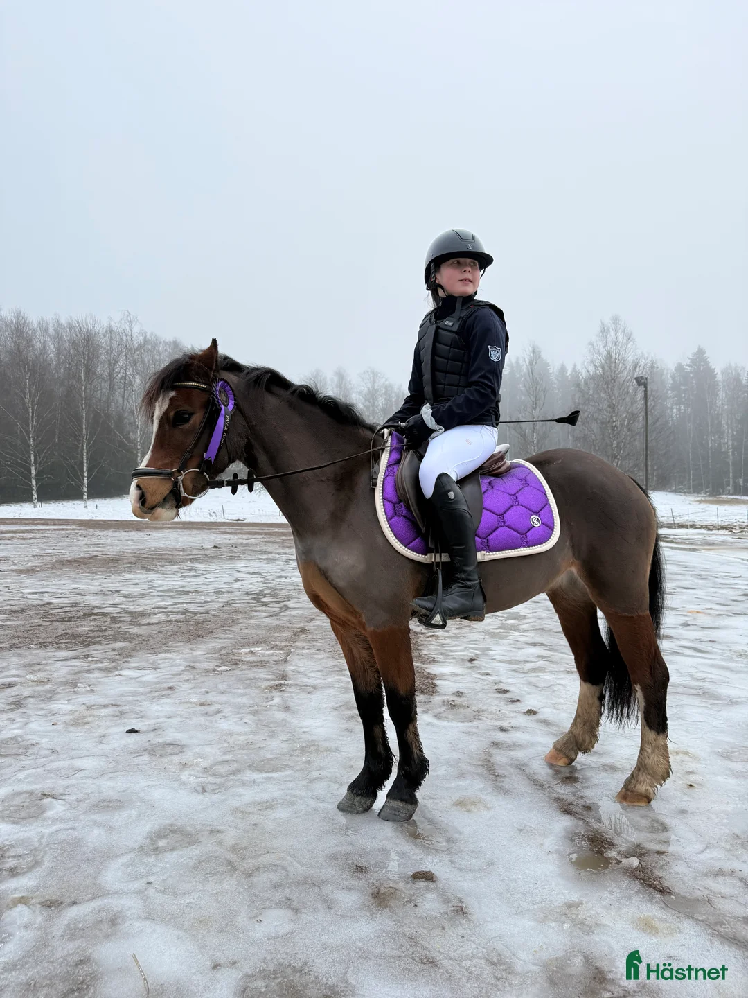 Allround hästar till salu: Supergulligt B ponny sto!  - Annons 1