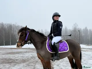 hästar Supergulligt B ponny sto! - Annons 14