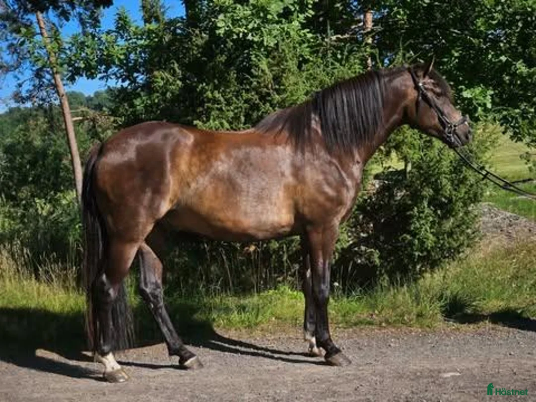  foderhäst finnes: Välskötta Foderhästar uthyres på avtal - Annons 1