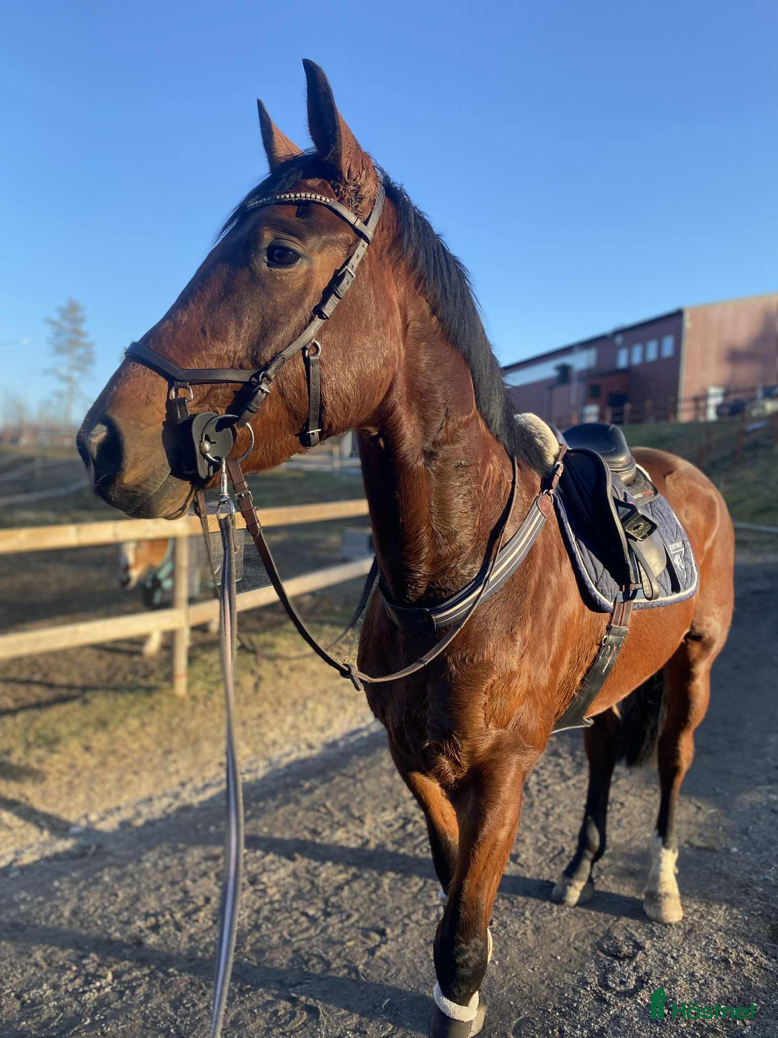  hästar Utvecklingsbar valack. FYND!! - Annons 6