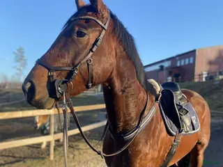 hästar Utvecklingsbar valack. FYND!! - Annons 6