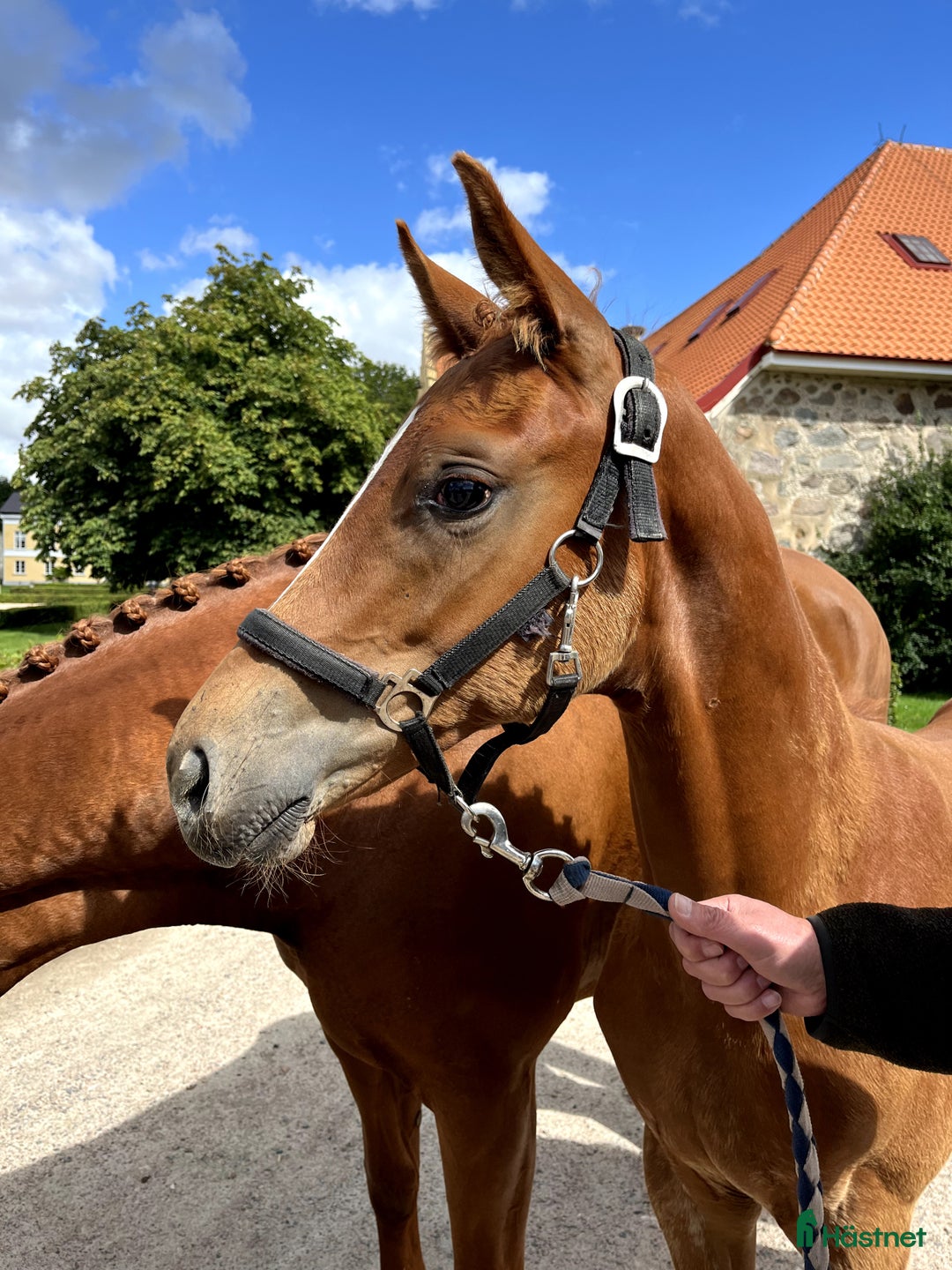 Dressyr hästar till salu: Valack e. Blue Hors Zackerey i Klågerup - Annons 3