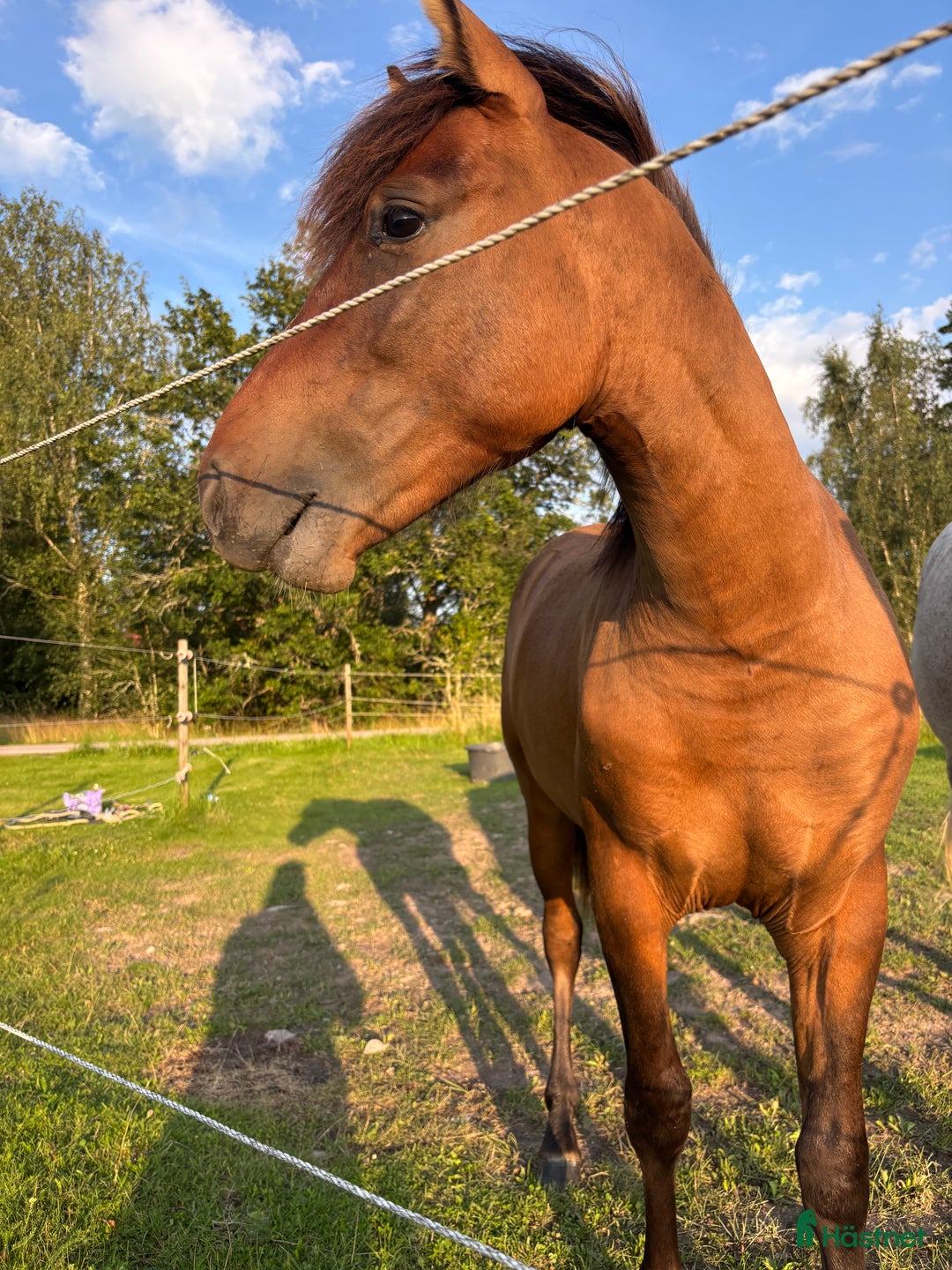Hoppning hästar till salu: Lovande , charmig ponny i Köping - Bild 24