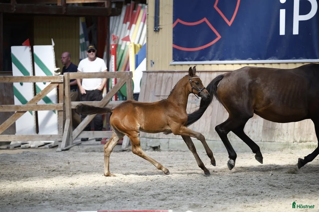 Dressyr hästar till salu: Fantastisk føl  - Annons 3