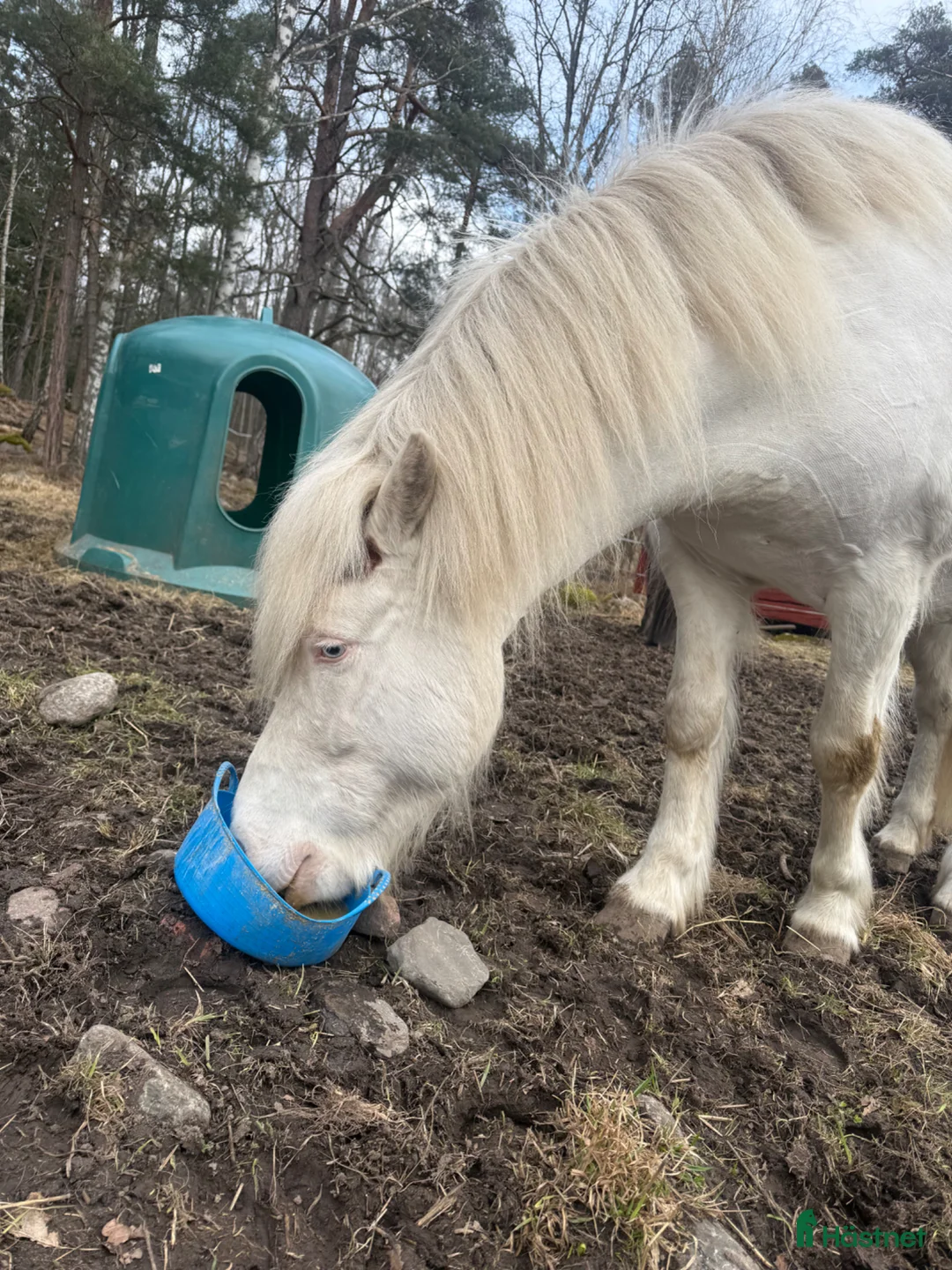 Island hästar till salu: Bästa kompis i Vaxholm - Annons 5