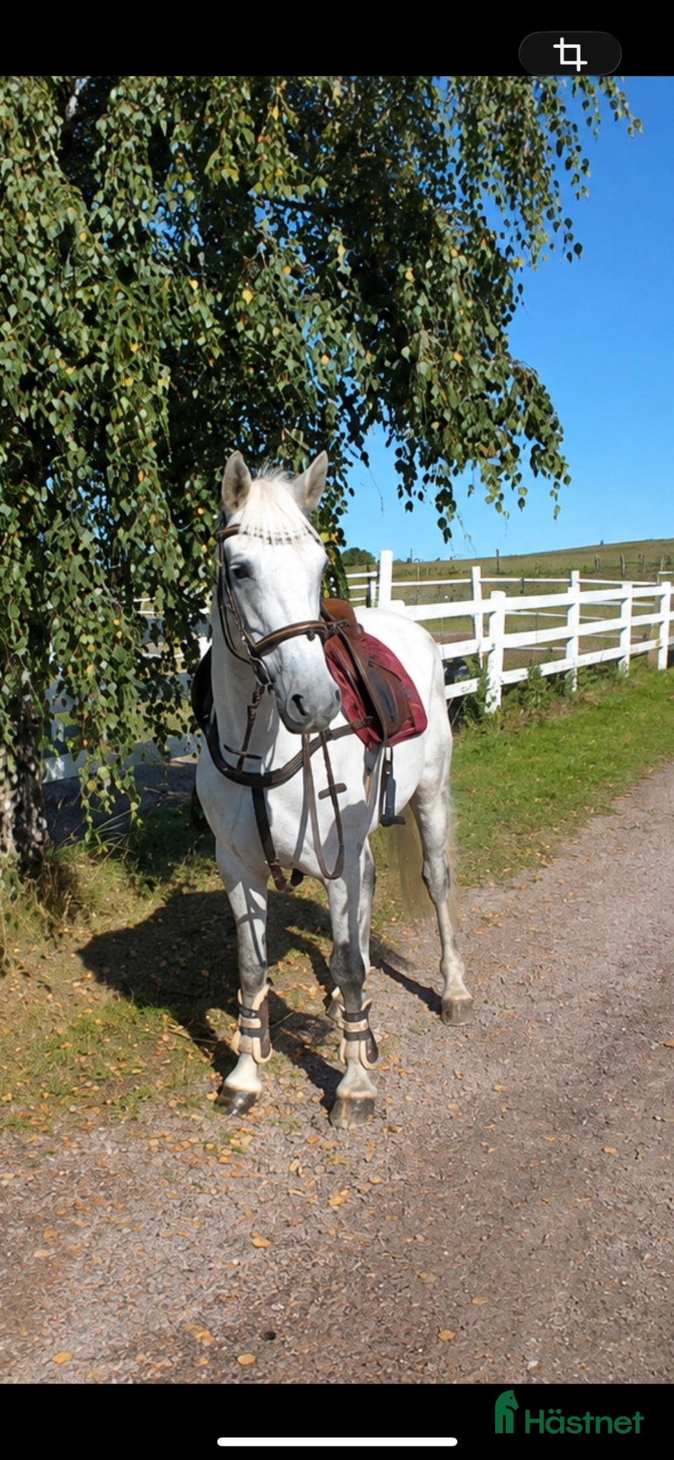  hästar Trevlig D-ponny  - Annons 2