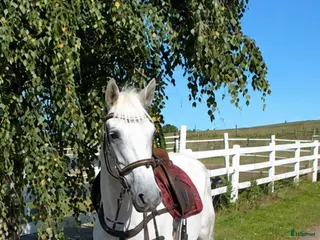 hästar Trevlig D-ponny - Annons 2