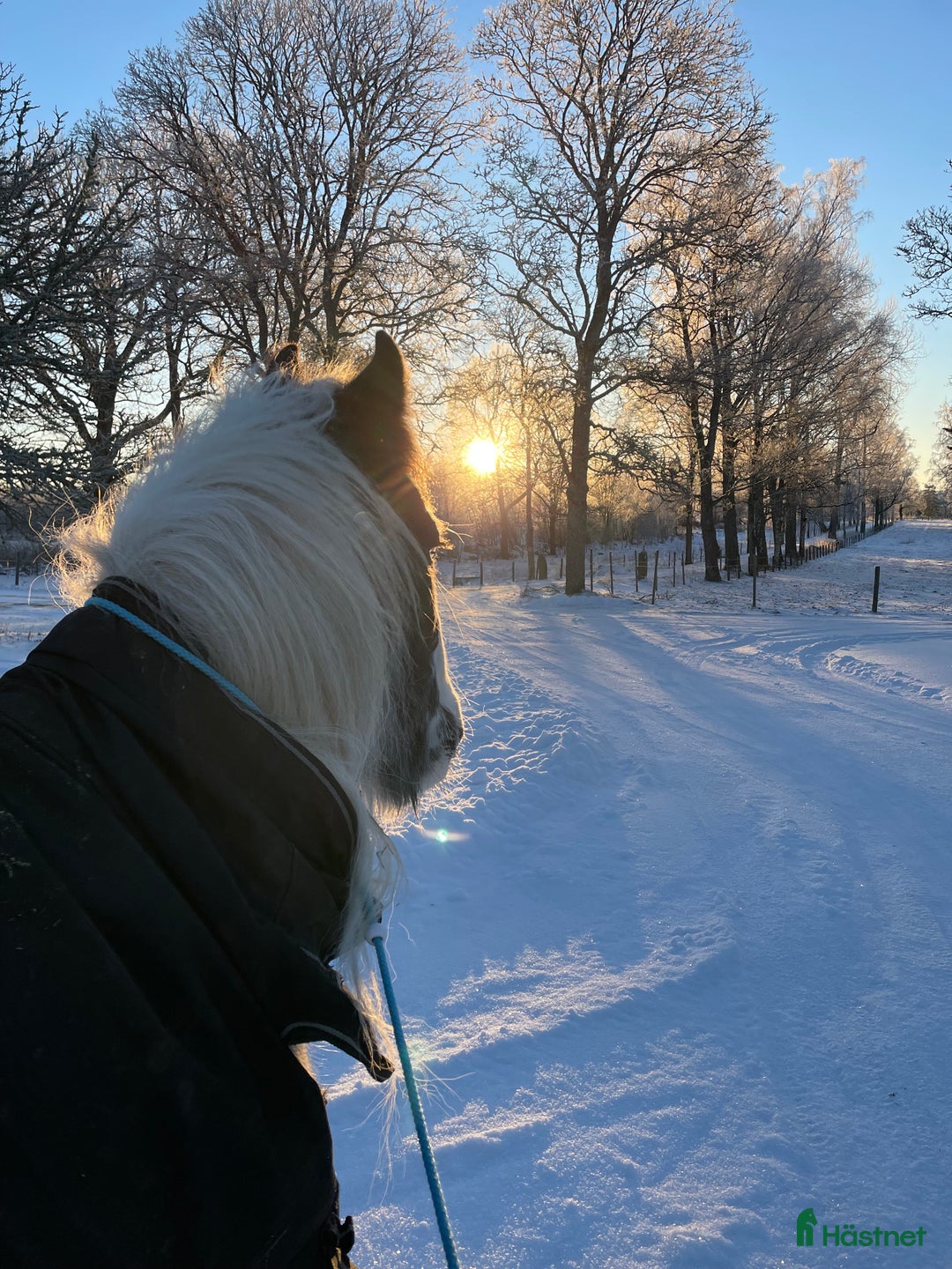 Allround hästar till salu: Fodervärd sökes  i Myresjö - Annons 10