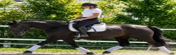 Allround hästar till salu: Silesian Black Princess  - Annons 3