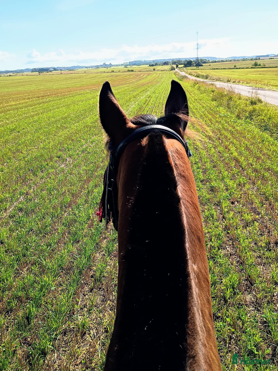 Sällskap hästar till salu: En riktig gentleman  i Halmstad - Annons 3