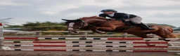  hästjobb finnes: Träning/tävling/försäljning i Tidaholm - Annons 2
