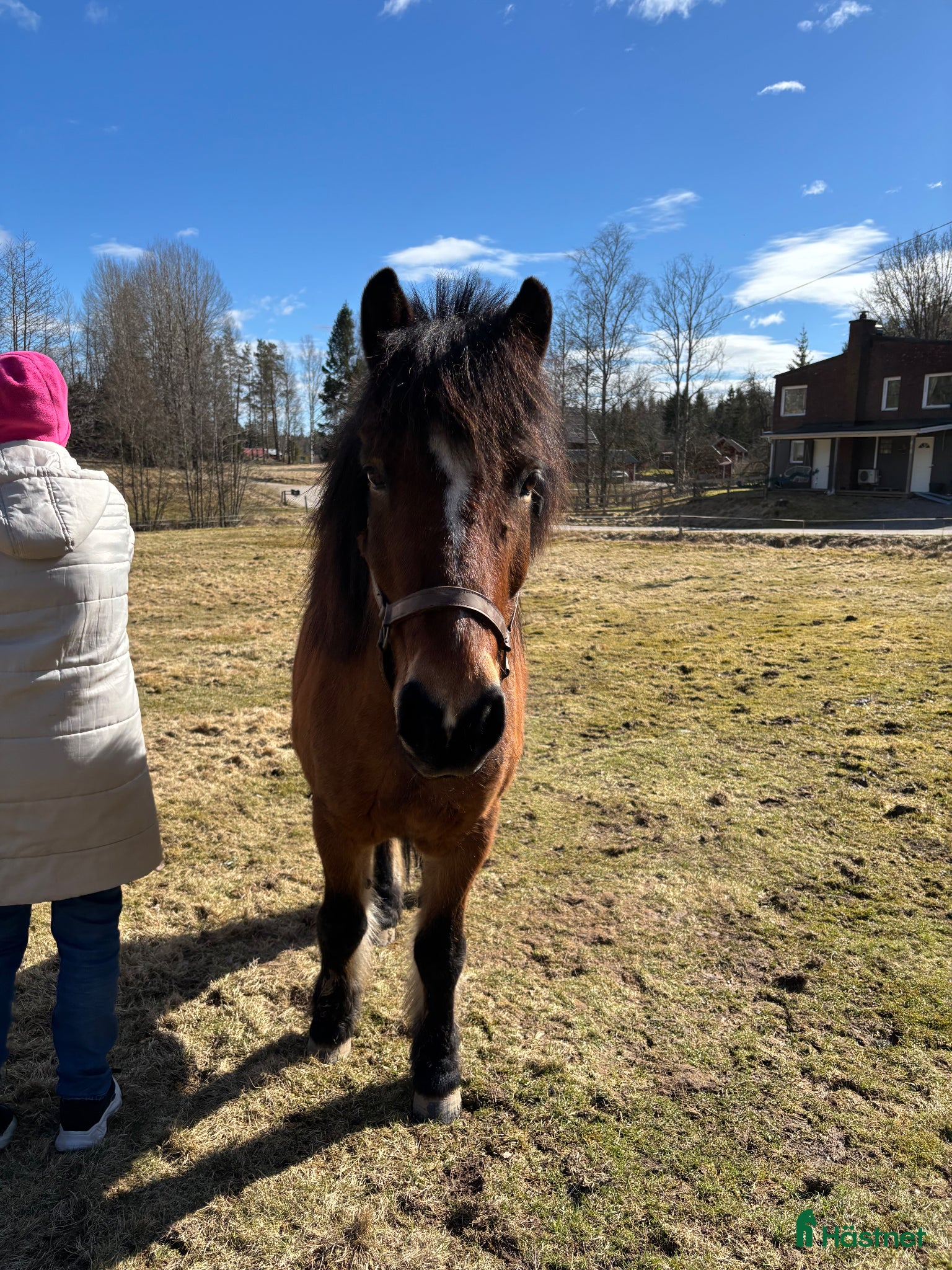  hästar Islandshäst söker ny bästa vän  - Annons 2