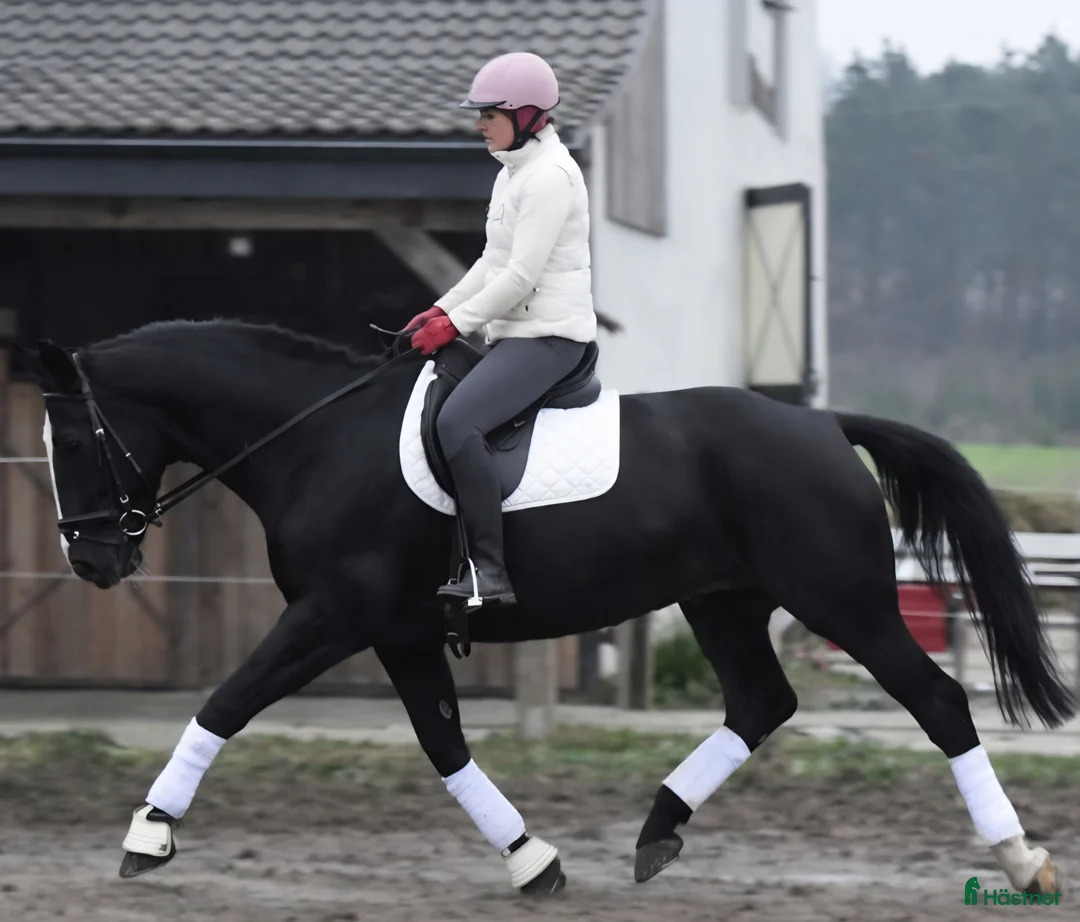 Allround hästar till salu: New Fantastic Silesian - perfect mover - Annons 10