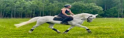 Allround hästar till salu: Mycket fin Connemara Projekt  - Annons 4