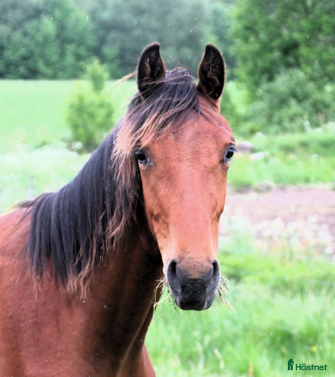 Dressyr hästar till salu: Vackert gångartssto - Annons 8