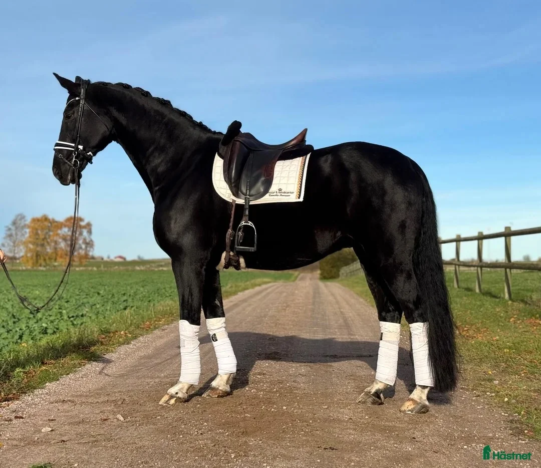 Dressyr hästar till salu: Gångartshäst med härlig utstrålning! - Annons 3