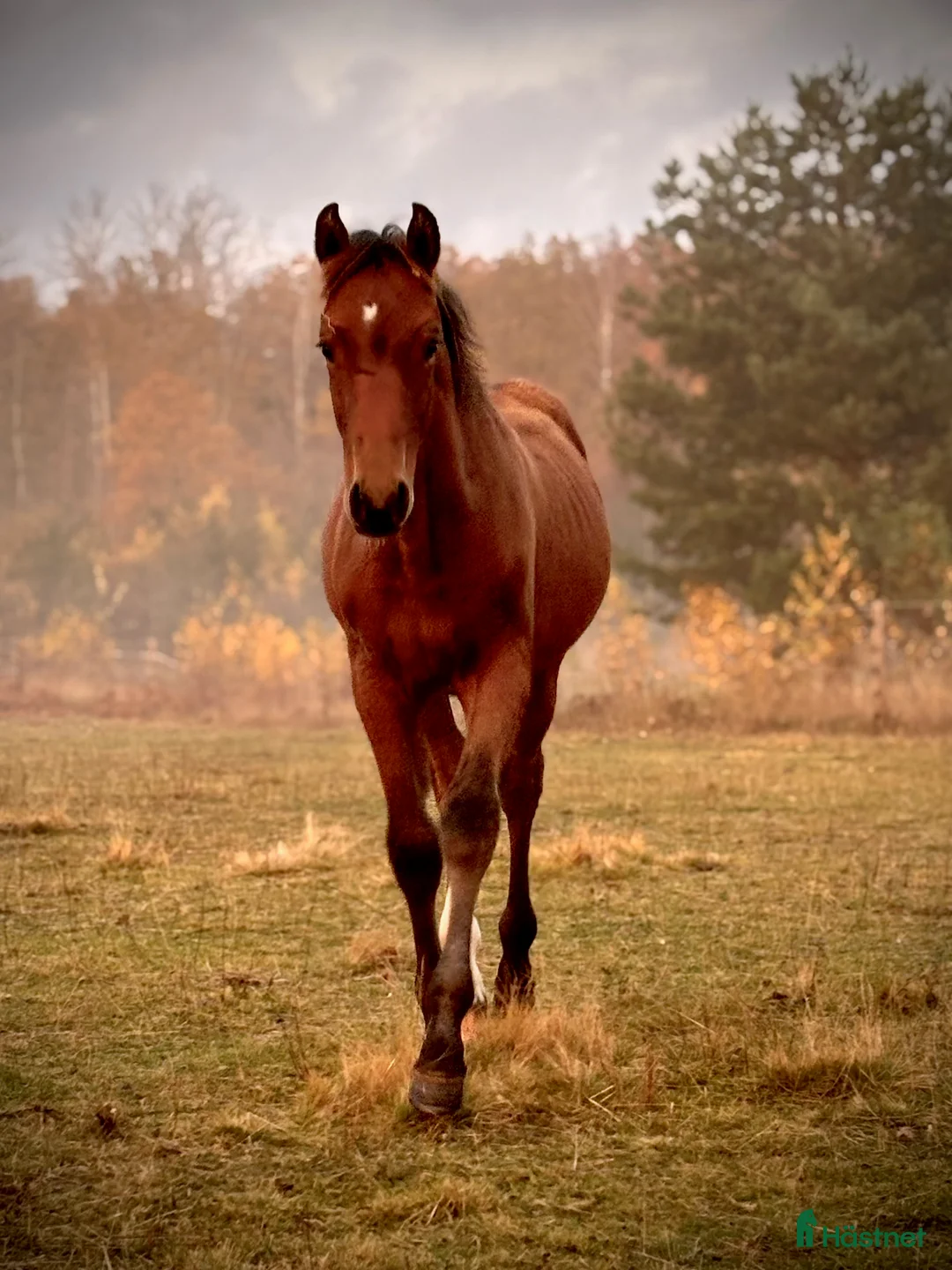 Hoppning hästar till salu: Vacker åring med prestationsstam - Annons 4