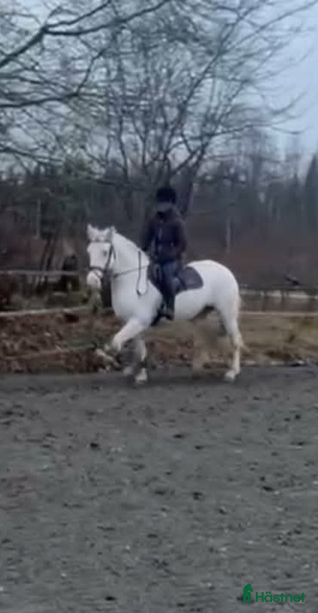 Allround hästar till salu: Trevlig familjeponny i Karlholmsbruk - Annons 1
