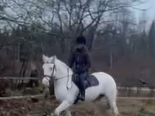 hästar Trevlig familjeponny i Karlholmsbruk - Annons 1