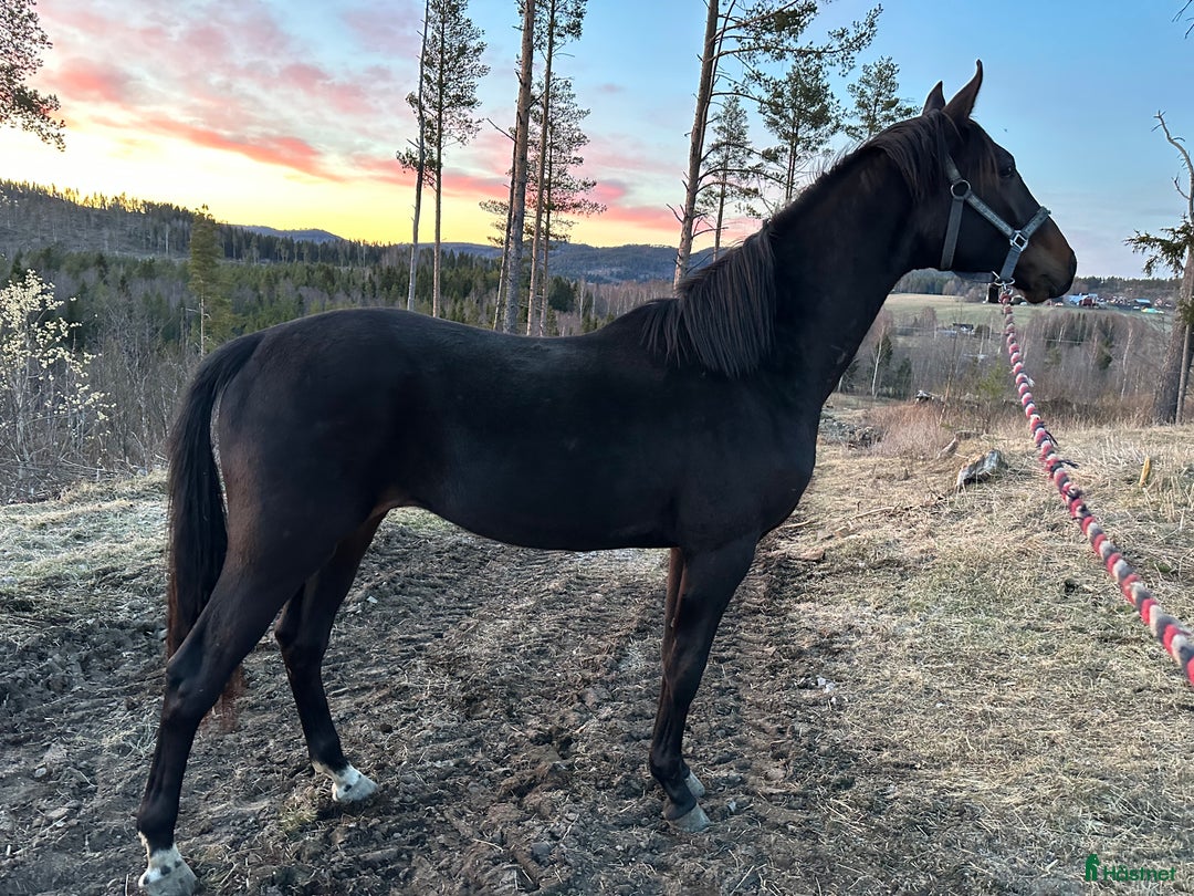 Dressyr hästar till salu: Social 2-åring i Sidensjö - Bild 1