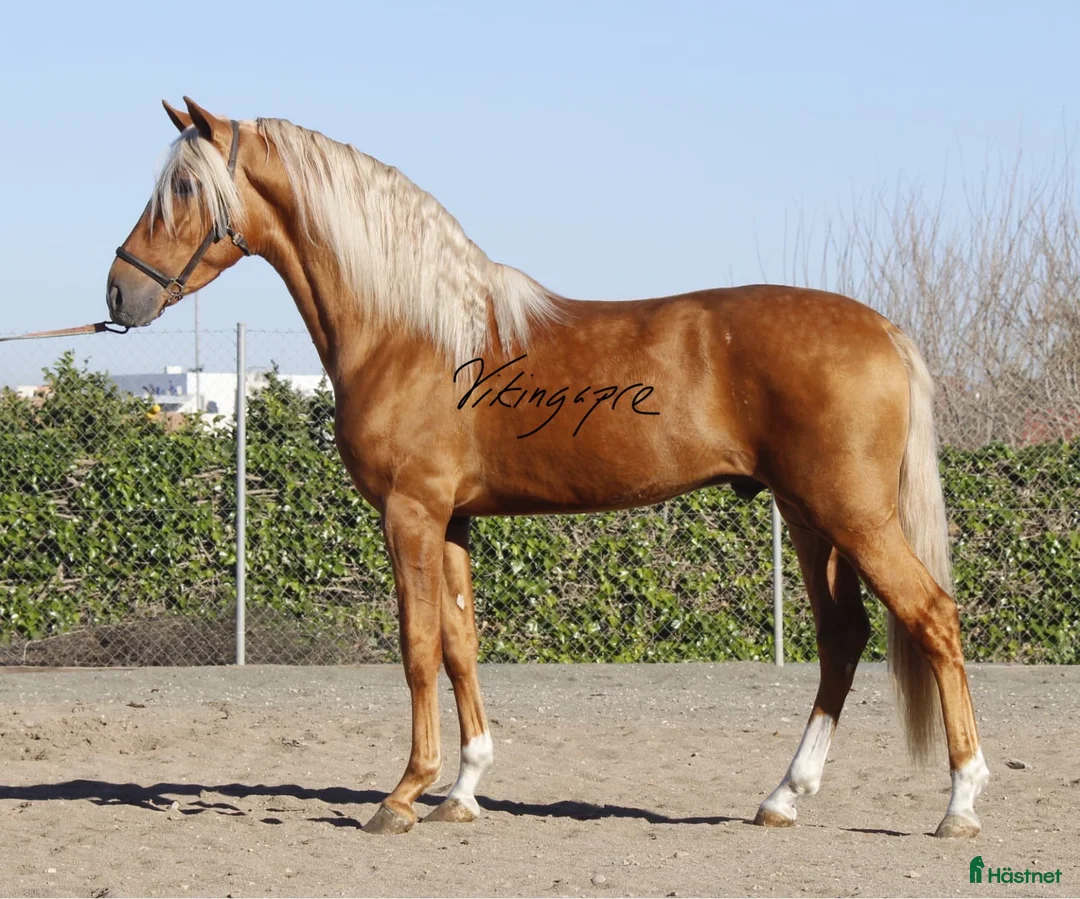 Dressyr hästar till salu: Palomino PRE med super gång!  i Halmstad - Annons 7