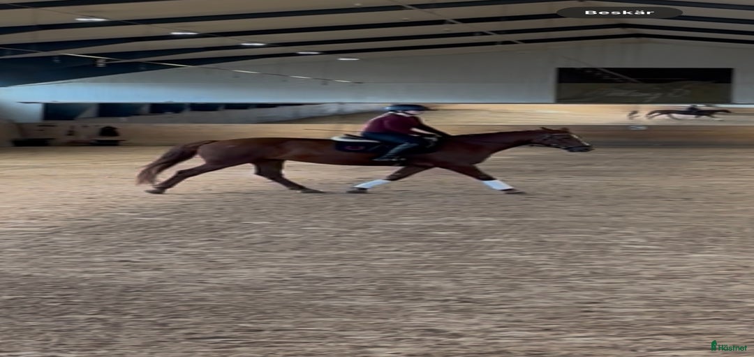 Galleribild {{count}}