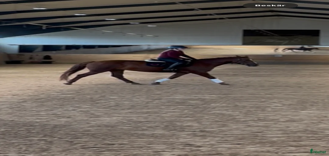 Galleribild {{count}}