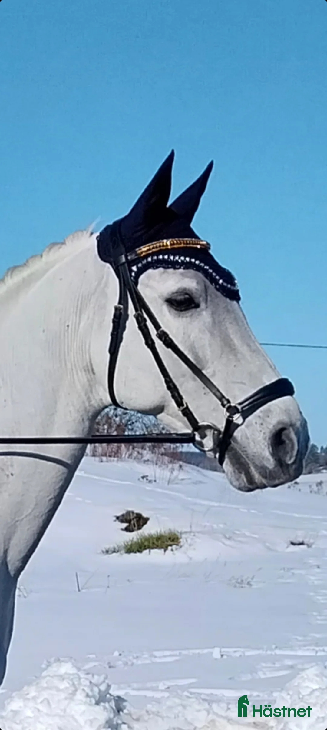 Dressyr hästar till salu: Skogsmulle - Annons 1