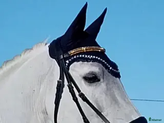 hästar Skogsmulle - Annons 4