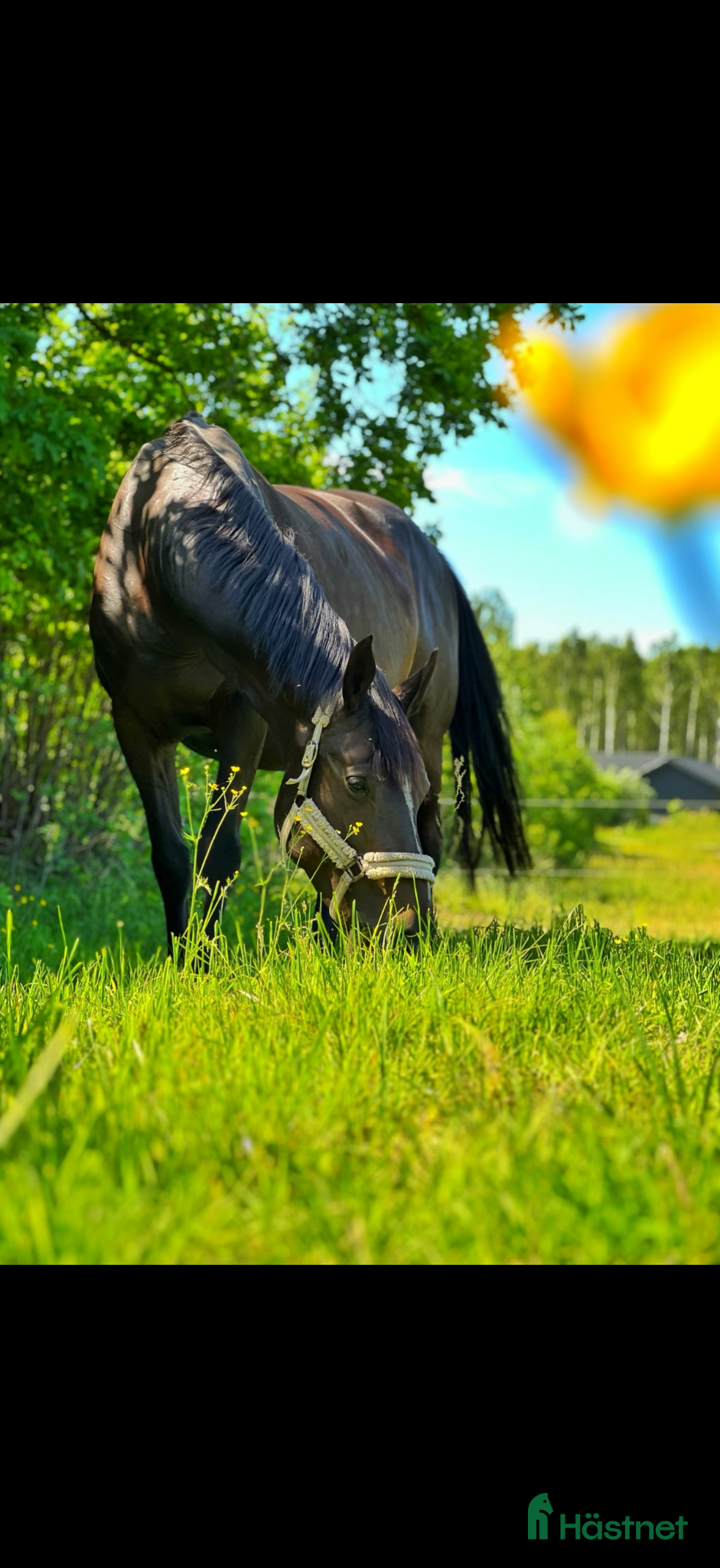  hästar Trevligt avelssto! - Annons 1
