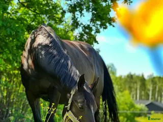 Hoppning hästar till salu: Trevligt avelssto! - Annons 2