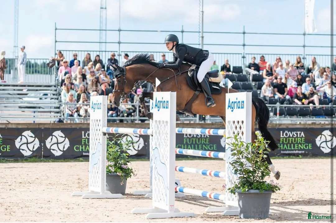 Hoppning hästar till salu: Hopp-Stjärna med stor personlighet  i Billdal - Annons 2