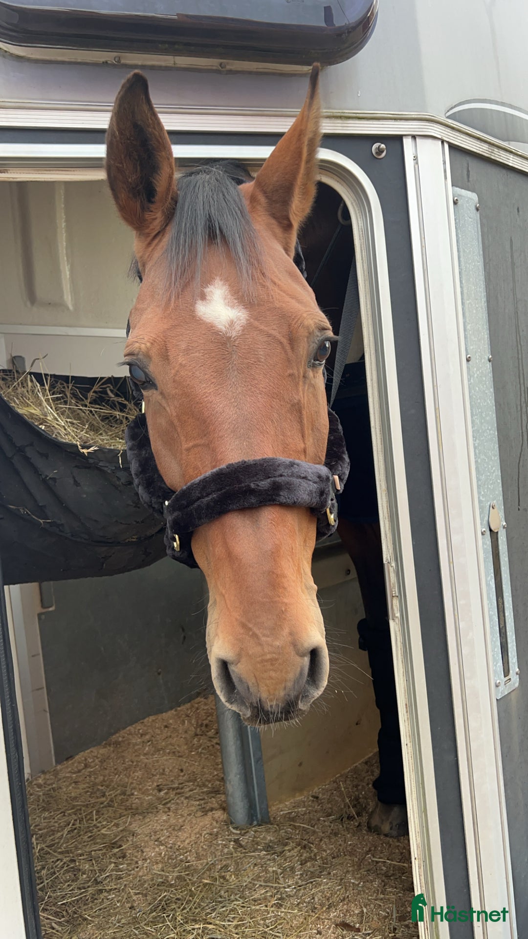 Allround hästar till salu: Världens snällaste läromästare (SWB) i Åmål - Annons 8