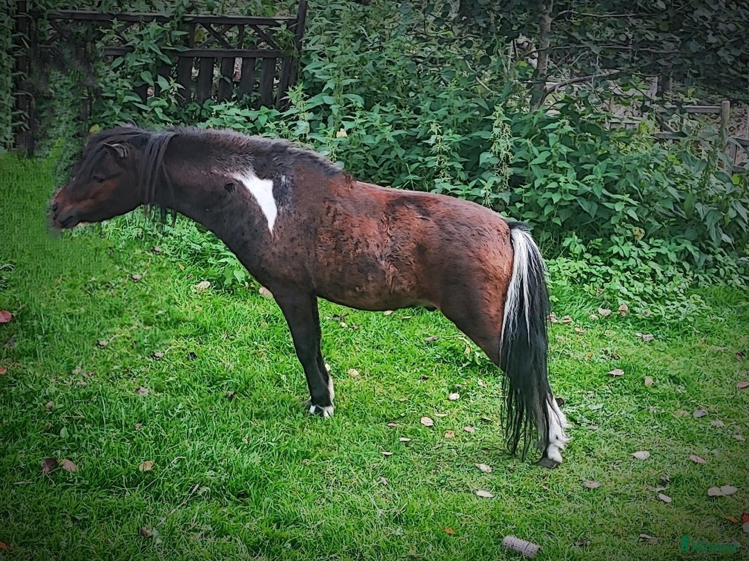 Övrigt hästar till salu: AMHA HINGST 5 år i Tjällmo - Annons 3