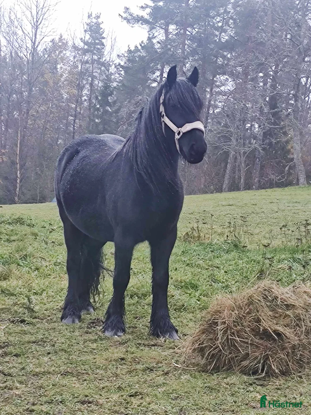 Allround hästar till salu: Världens finaste wonderful magic fellponny  i Ljung - Annons 12