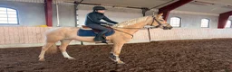 Dressyr hästar till salu: Toppklassigt dressyr sto 🐴 - Annons 11