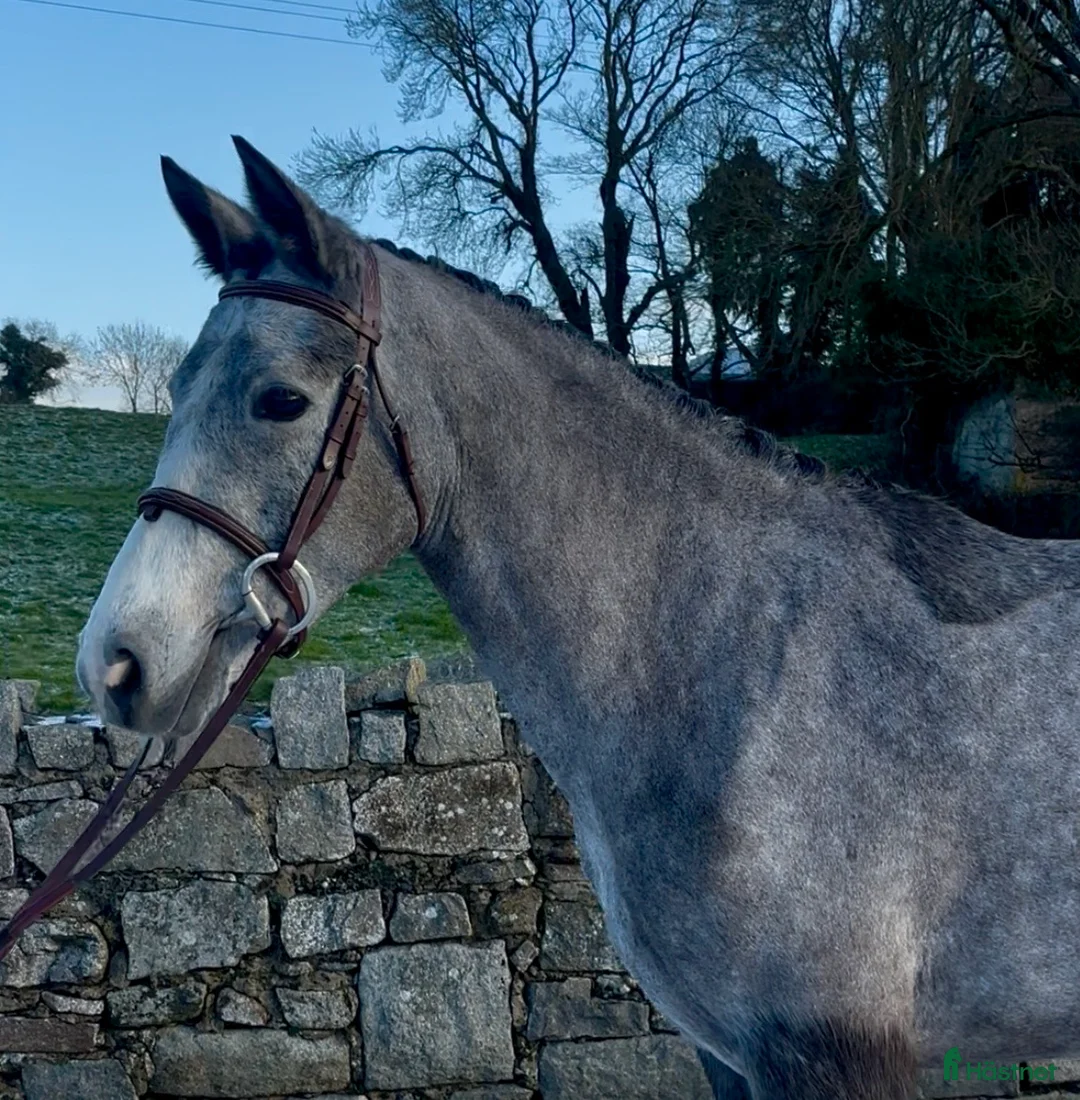 Allround hästar till salu: Beautiful Connemara Filly i Stockholm - Annons 7