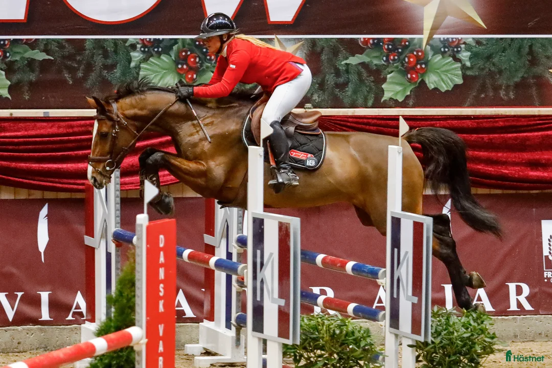 Hoppning hästar till salu: 8 års hoppe efter Chacfly PS🤩 i Gilleleje - Annons 3