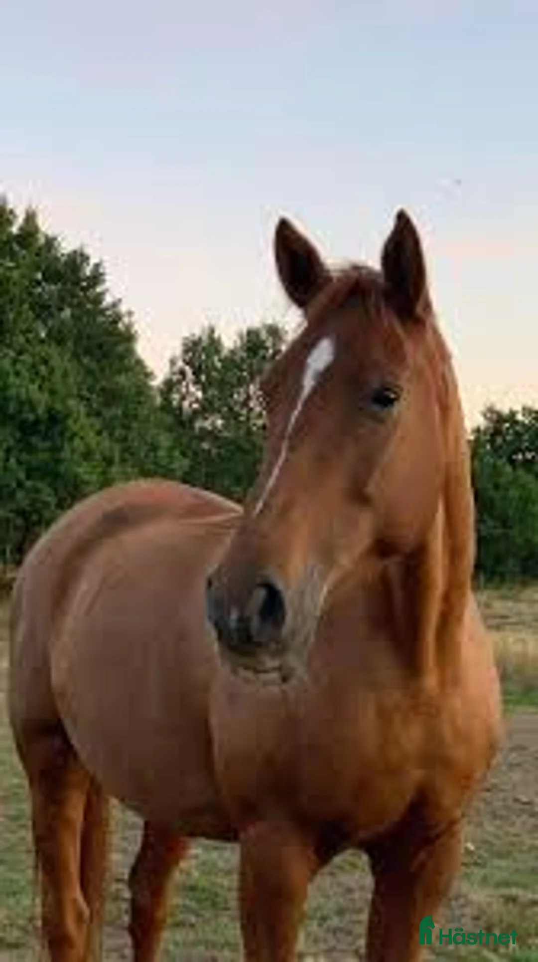 Allround hästar sökes: Liten verksamhet söker häst/ponny! - Annons 1