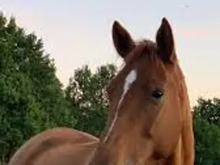 hästar Liten verksamhet söker häst/ponny! - Annons 5