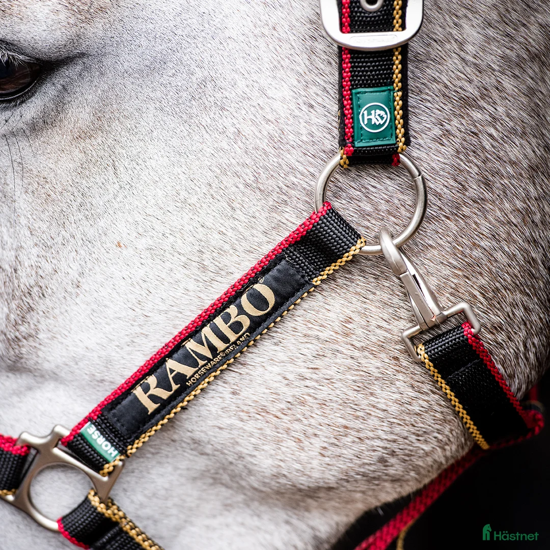 Övrig Hästutrustning hästutrustning till salu: Grimma från Horseware stl pony - Annons 1