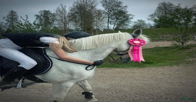  hästar i Vänersborg - Annons 5