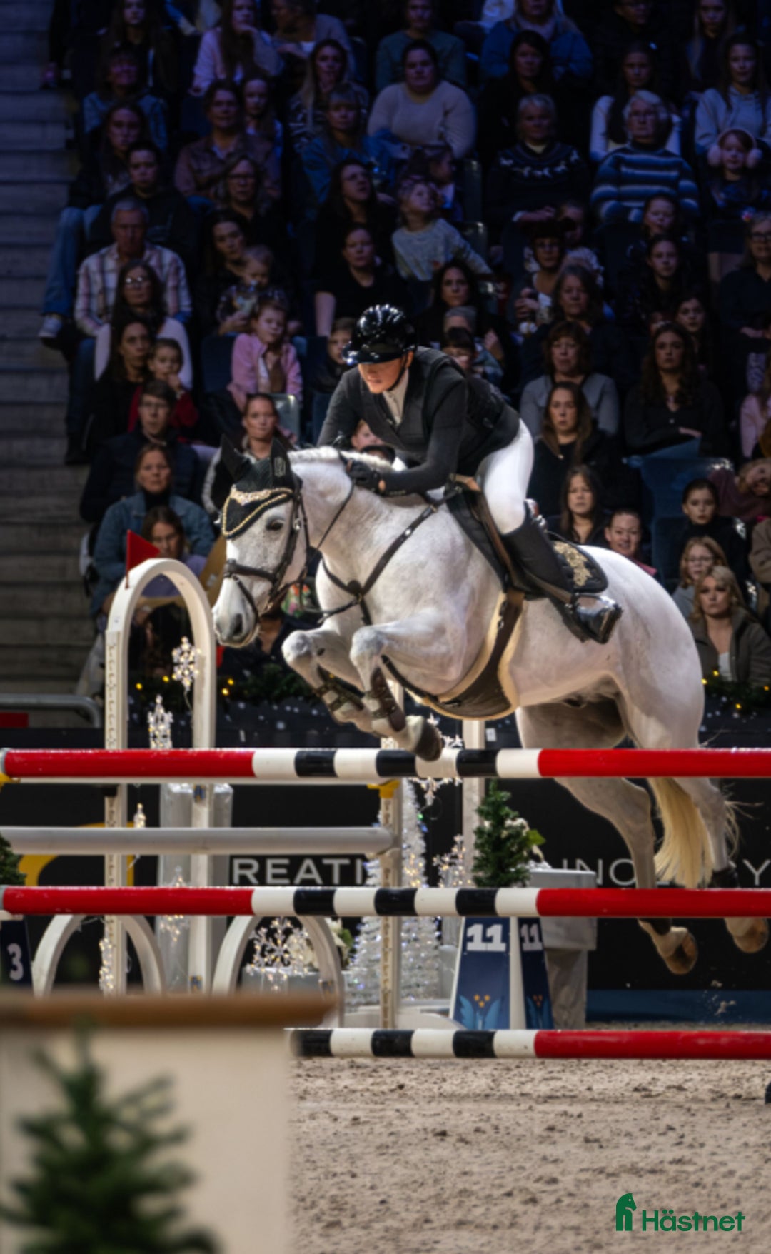 Hoppning hästar till salu: Välmeriterad mästerskapsponny i Kristianstad - Annons 2