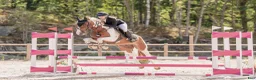 Allround hästar till salu: Häst för alla - Annons 1