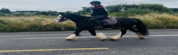 Allround hästar till salu: Cute Irish cob mare - Annons 5
