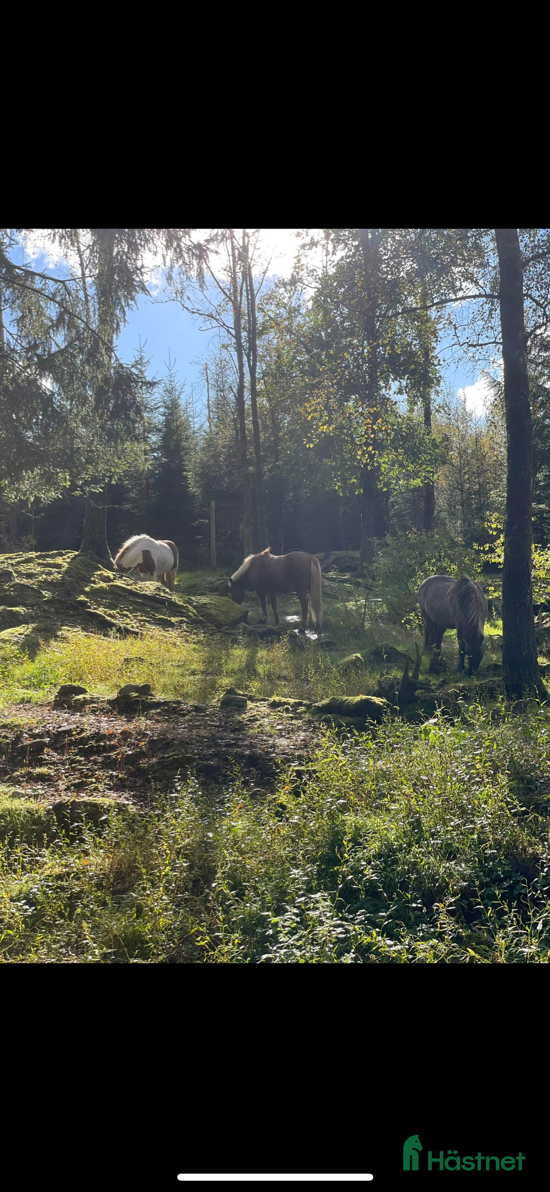  stallplats finnes: Lösdriftsplats för islandshäst i Lindome i Lindome - Annons 1
