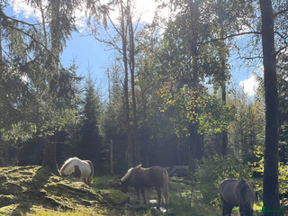 stallplats finnes: Lösdriftsplats för islandshäst i Lindome i Lindome - Annons 1