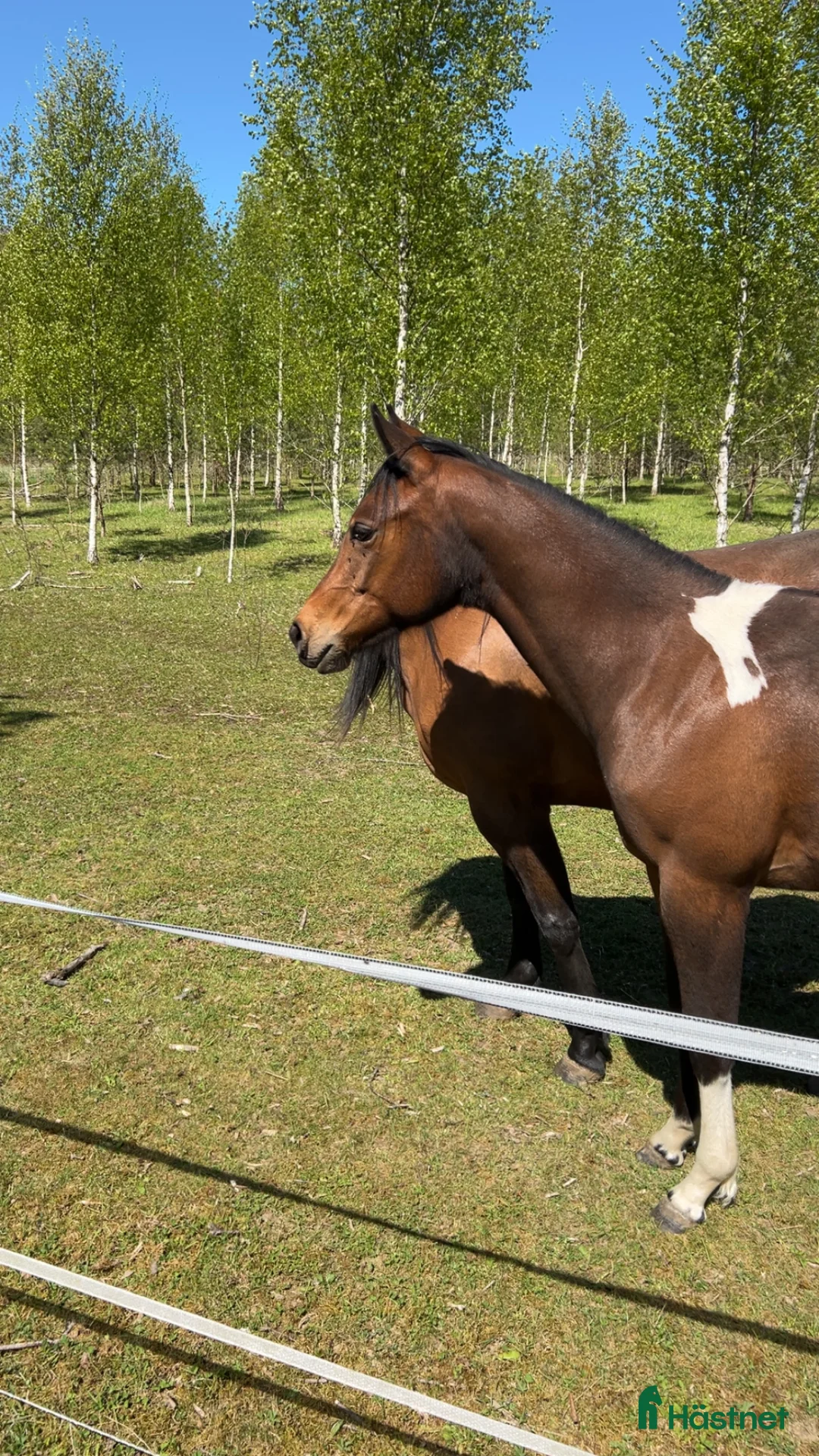 Western hästar till salu: Fin paint ❤️ i Romakloster - Annons 6