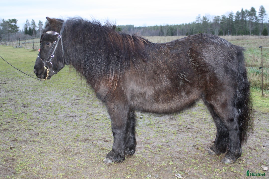Allround hästar till salu: Okomplicerad shetlandsvalack  i Älgarås - Annons 5