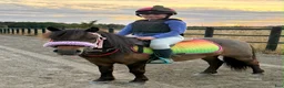 Trav hästar till salu: Elitloppsvinnaren Gransjöns Krumelur - Annons 6